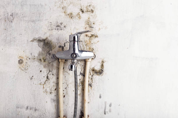 Best Basement Mold Remediation in Port Angeles, WA