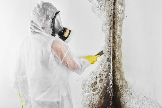 Best Basement Mold Remediation in Port Angeles, WA