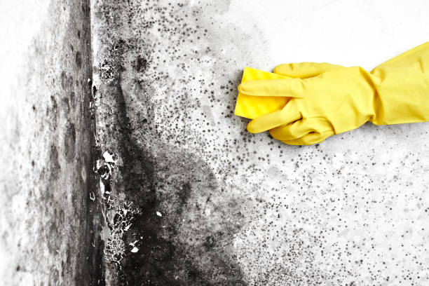 Mold Remediation for Specific Building Types