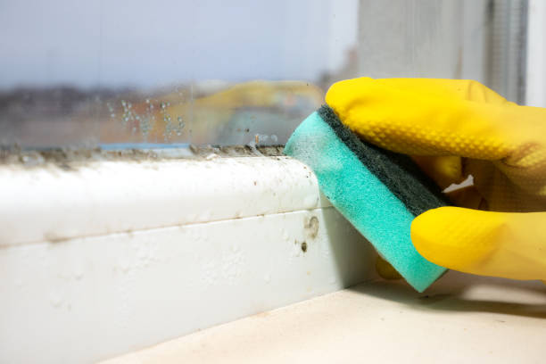 Best Mold Remediation for Schools in Port Angeles, WA