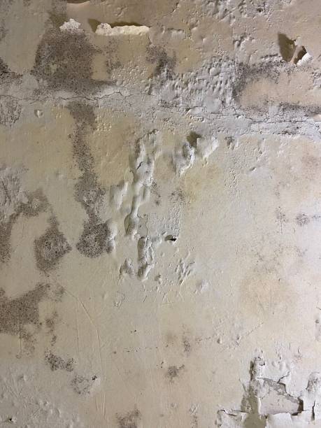 Best DIY Mold Remediation Support Services in Port Angeles, WA