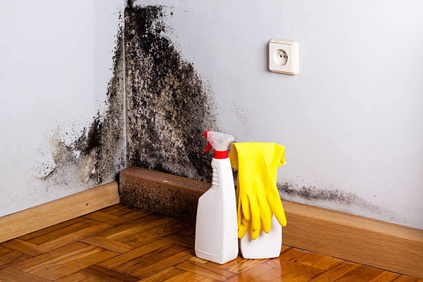 Professional Mold Remediation in Port Angeles, WA