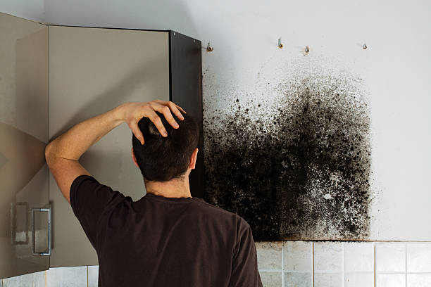 Best Insurance-Related Mold Remediation in Port Angeles, WA