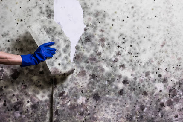 Reliable Port Angeles, WA Mold Remediation Solutions