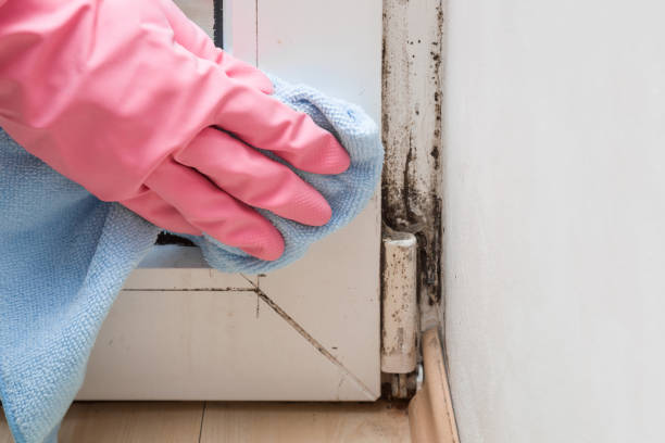 Best DIY Mold Remediation Support Services in Port Angeles, WA