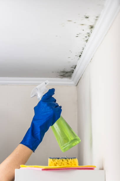 Best Bathroom Mold Remediation in Port Angeles, WA